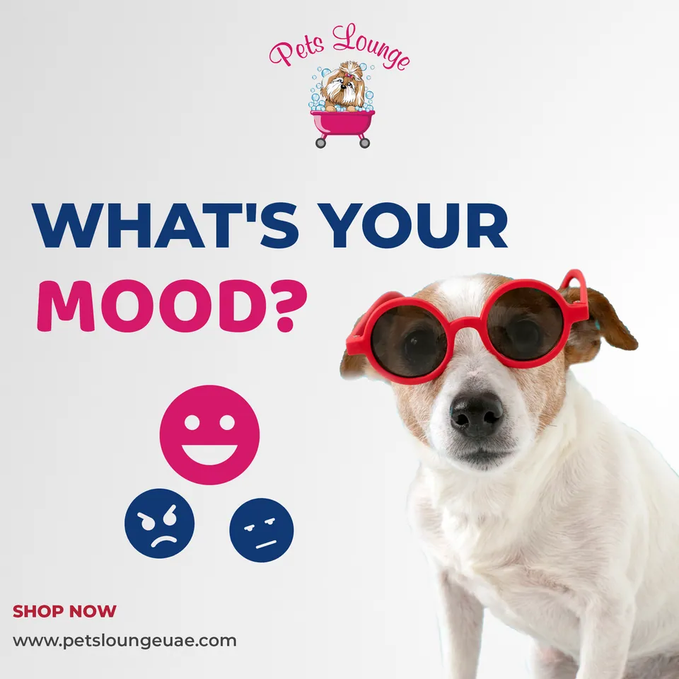 Pets Lounge, image 11