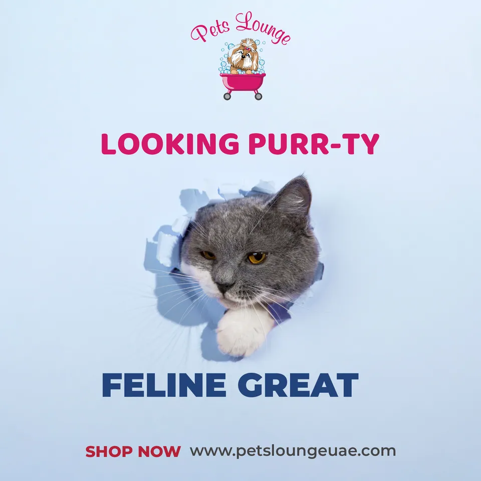 Pets Lounge, image 16